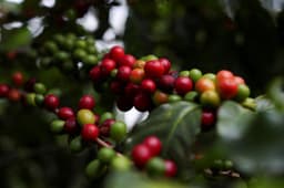 Notícia: Preços do café robusta sobem devido a atrasos na colheita do Vietnã